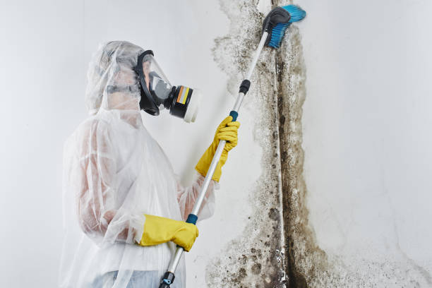 Certified Mold Removal in Los Chaves, NM