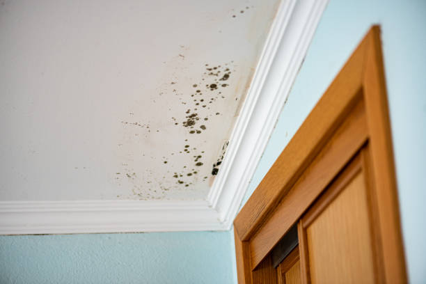 Best Professional Mold Removal  in Los Chaves, NM