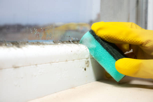 Best Office Mold Removal Services  in Los Chaves, NM