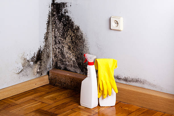 Best Fast Mold Removal  in Los Chaves, NM
