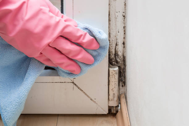 Best Mold Damage Repair  in Los Chaves, NM
