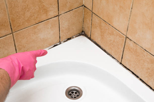 Best Commercial Mold Removal  in Los Chaves, NM
